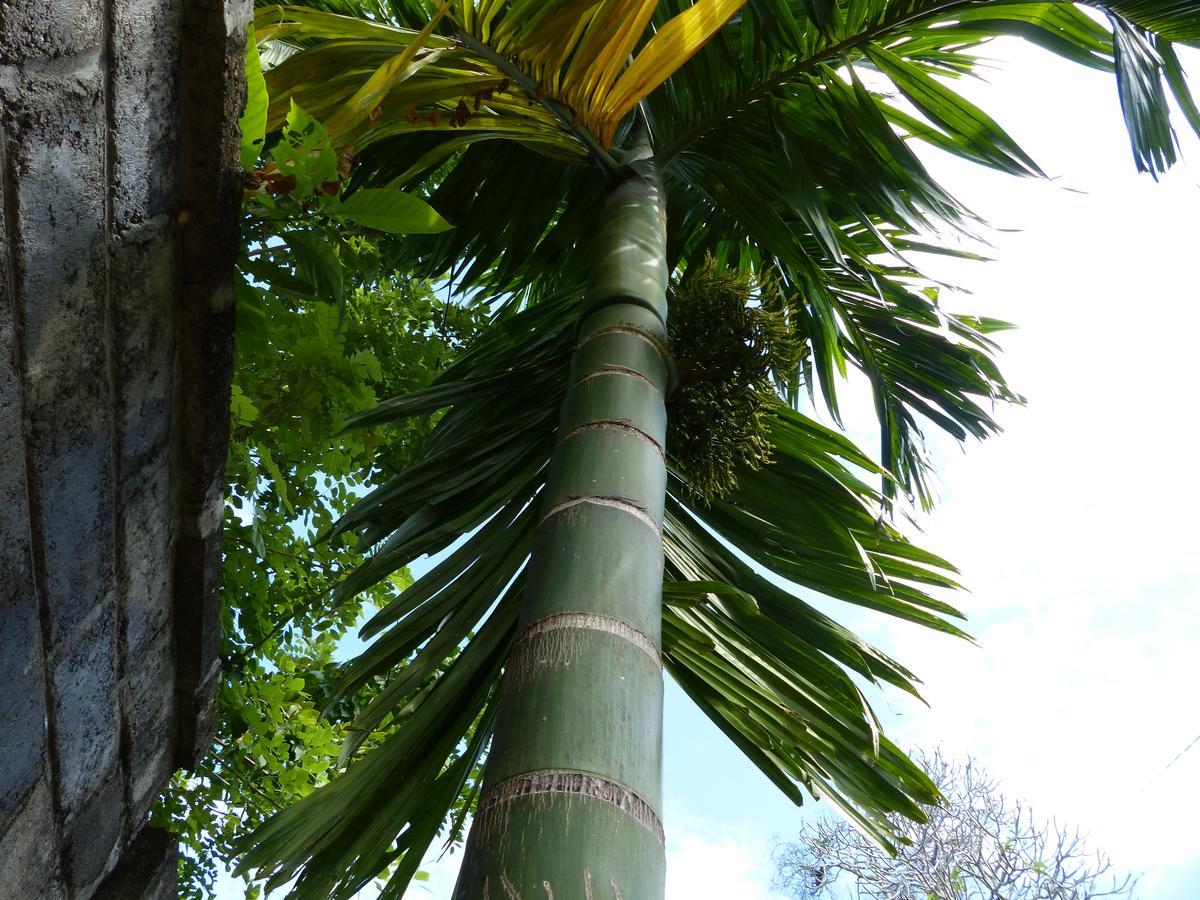 Les Jardins Du Flamboyant Hotel Ziguinchor Exterior photo